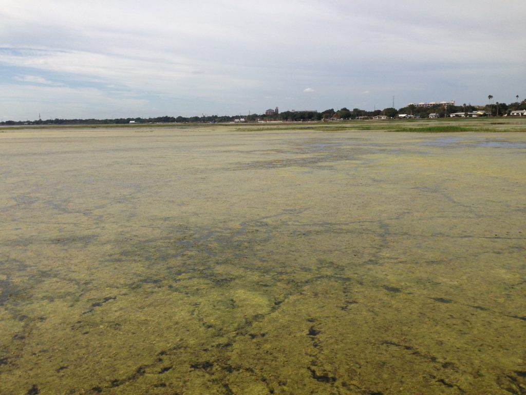 Body of water covered in algae.
