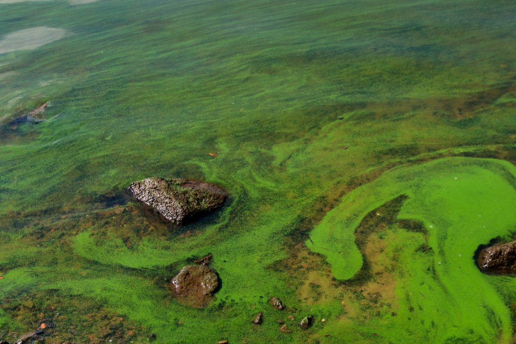 Bright green algae floating in shallow water with a few rocks.