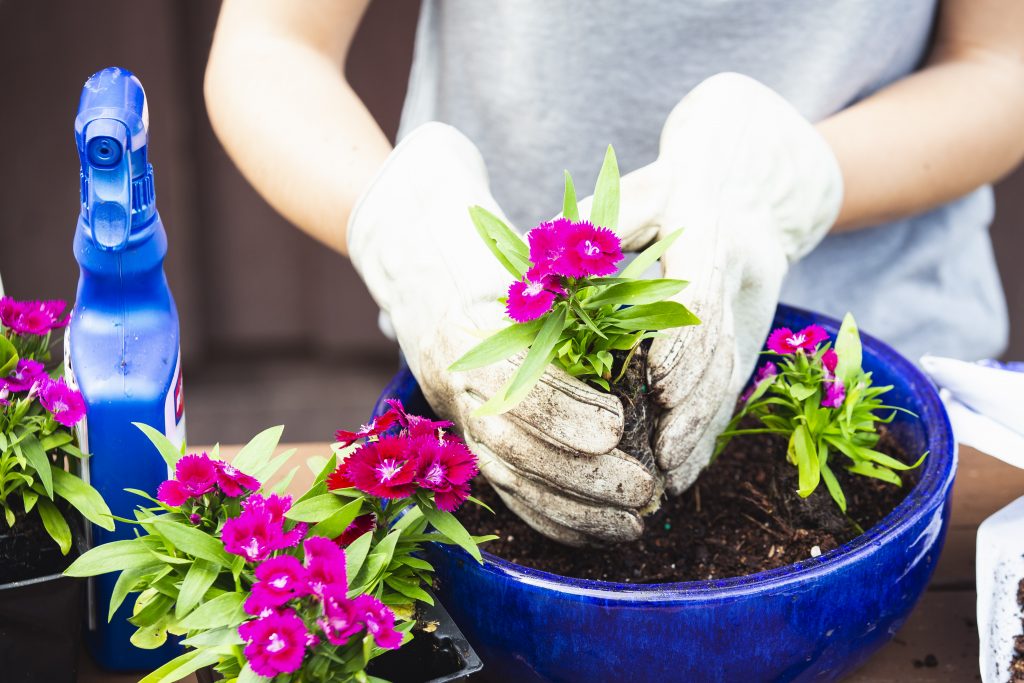 Woman gardens in a flower pot next to a spray bottle.